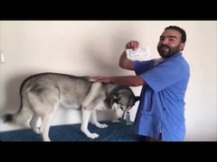 Chip vi mô ID thú cưng RFID IP67 nhỏ gọn 2.12*12mm, bộ phát đáp bằng thủy tinh cho động vật