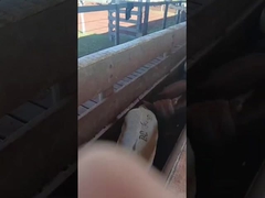 Nhãn tai điện tử nhãn tai gia súc nhãn tai electronic sheep tags nhãn tai động vật