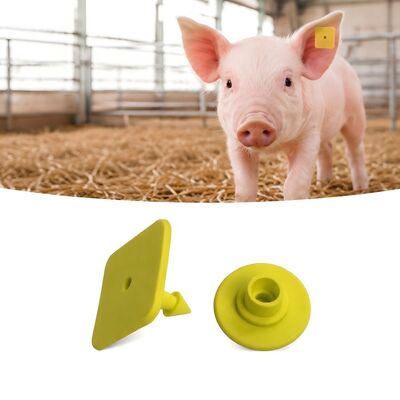 In laser thẻ tai lợn có tiêu chuẩn tuân thủ EPC Gen2 V2 0 lý tưởng cho việc theo dõi gia súc và quản lý trang trại