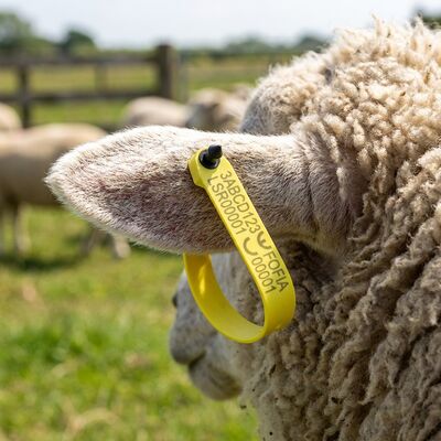 Etiqueta electrónica RFID para ovejas Fofia de alta resistencia a altas temperaturas, integrada, antidesprendimiento, codificada por láser, ET969, TPU, amarilla