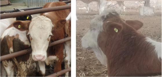 ICAR T904+T905 Combination Cattle Animal Tracking Ear Tag New High Quality RFID Plastic TPU 70*57mm Laser Coding 3 Year Warranty